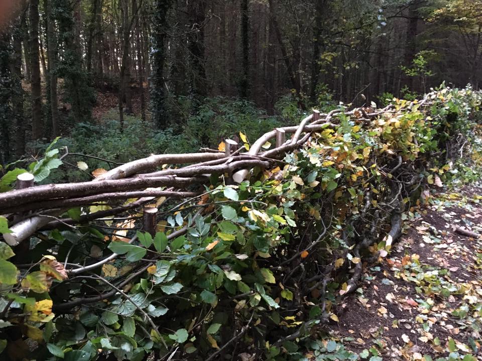 Hedge Laying
