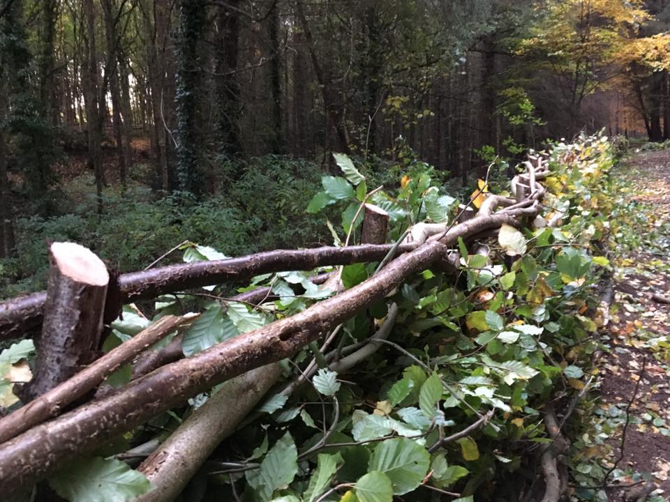 Hedge Laying