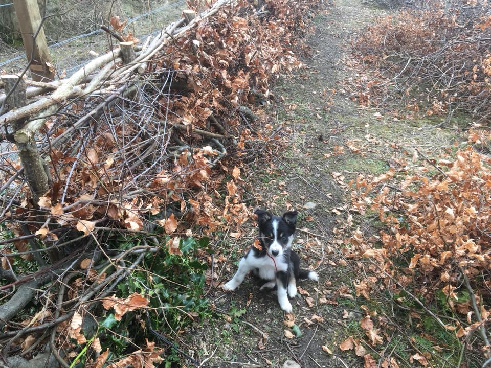 Hedge Laying
