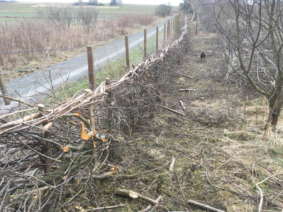 Hedge Laying