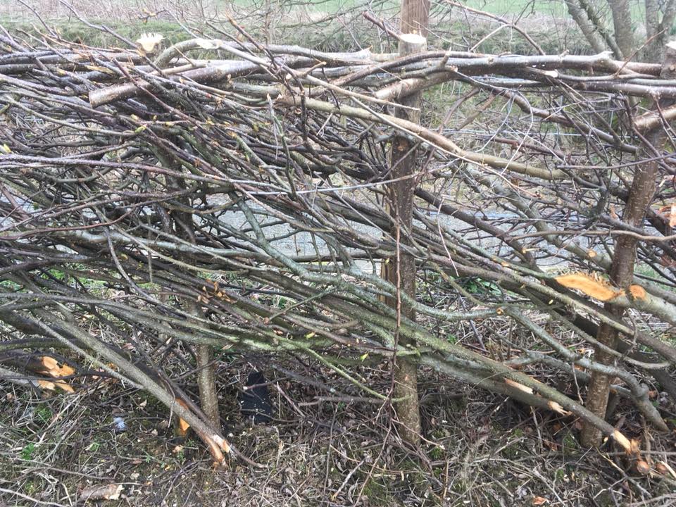 Hedge Laying