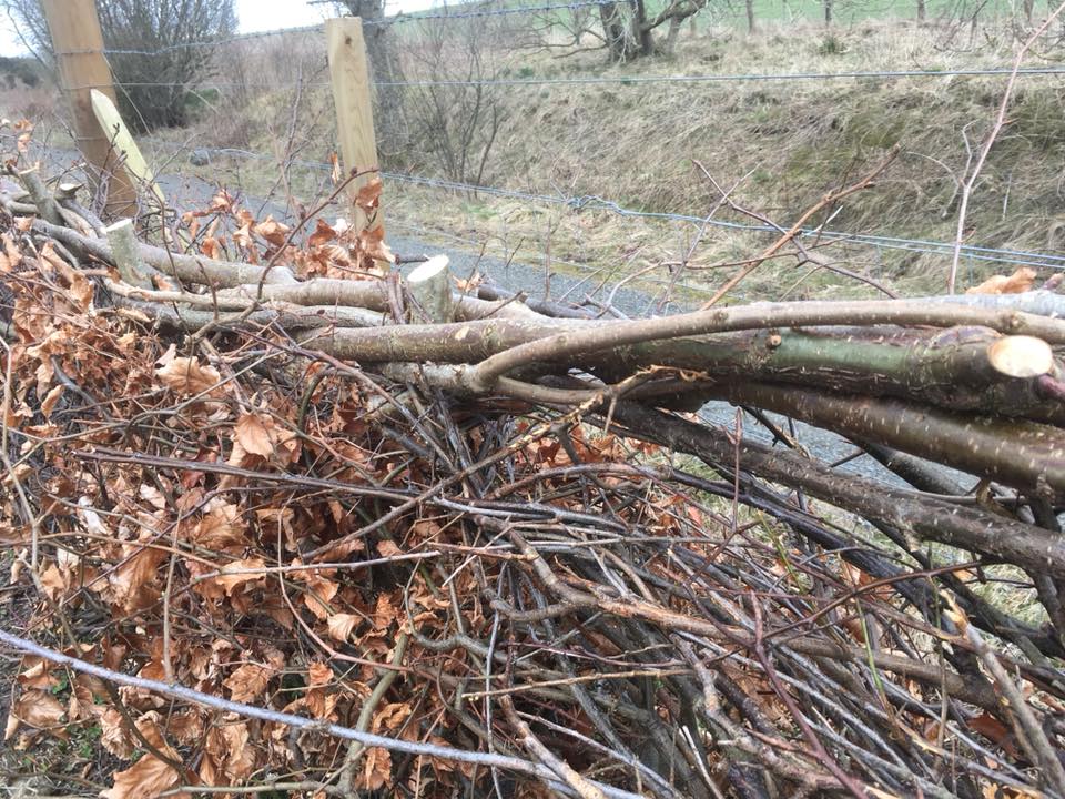 Hedge Laying