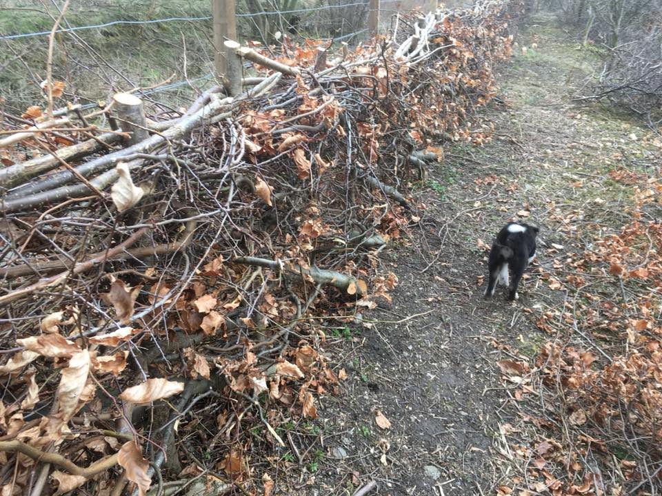 Hedge Laying